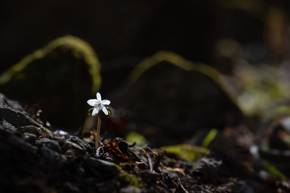 DSC_6361.jpg