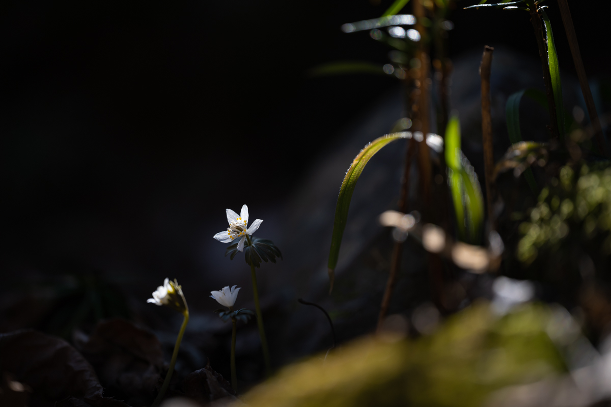 DSC_6374.jpg