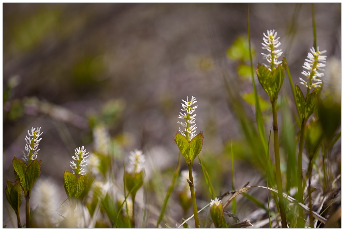 IMG_1853-1.jpg
