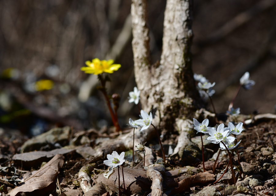 DSC_0620.JPG