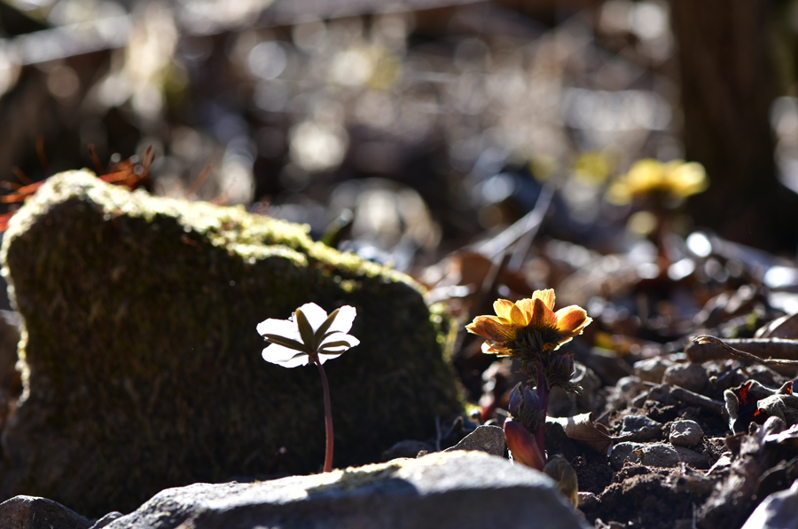 DSC_0673.JPG