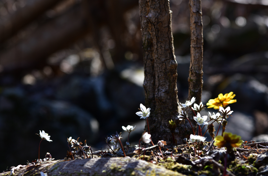 DSC_0615.JPG