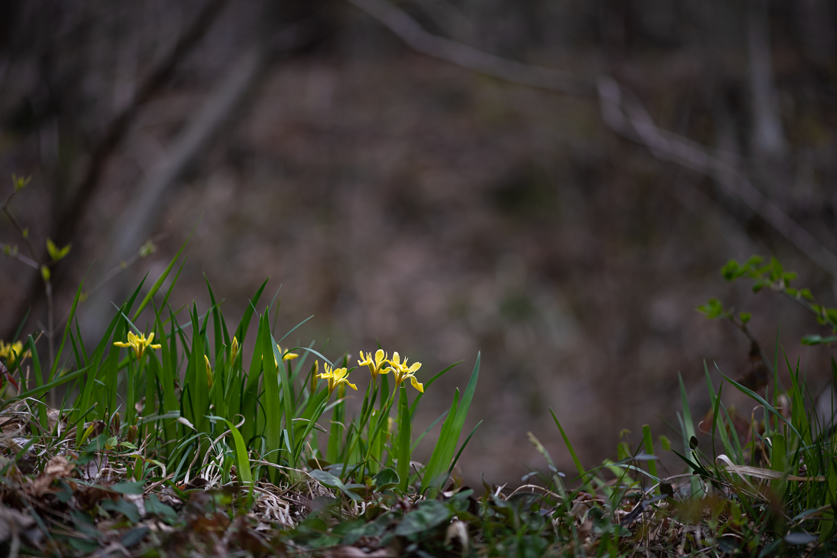 20200411-DSC_0170.jpg