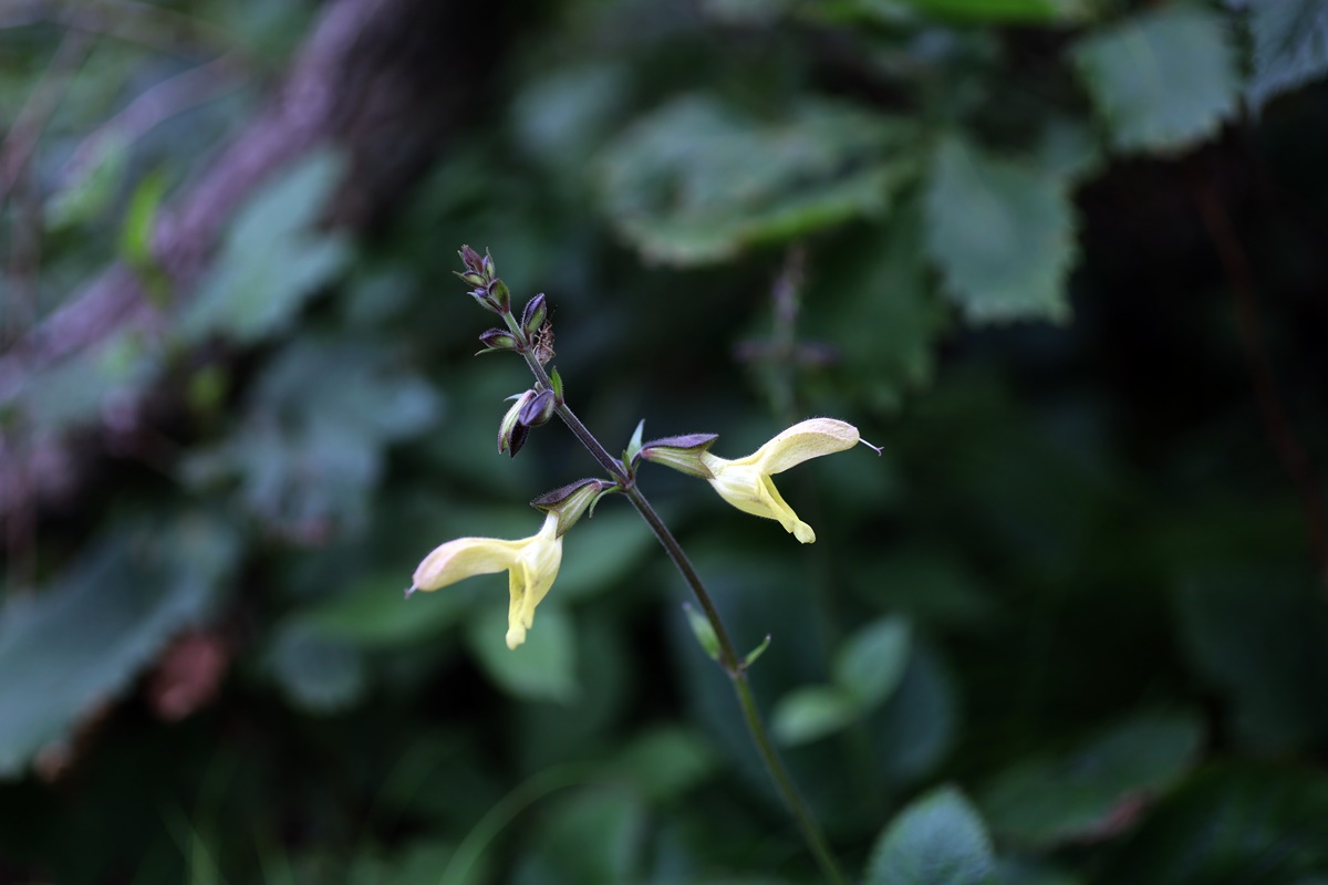 20-07-12 (167)-1.JPG