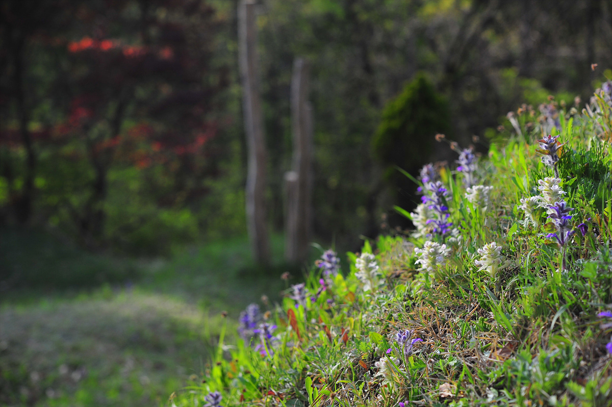 DSC_6424aaa.jpg
