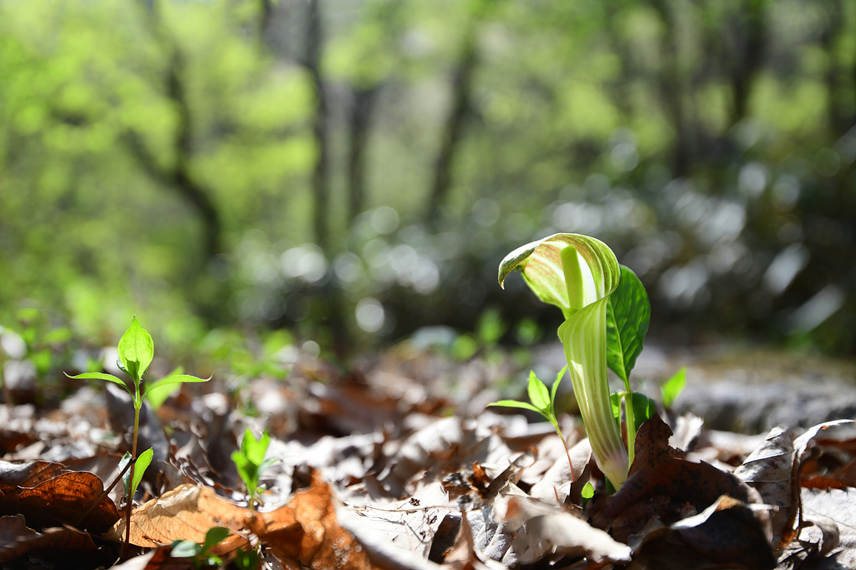 DSC_1550aaa.jpg