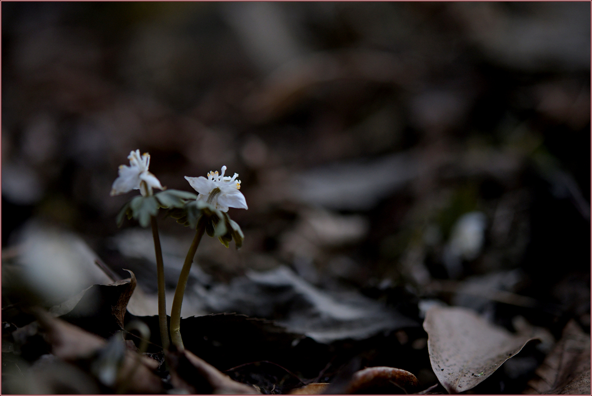 DSC_8021.jpg