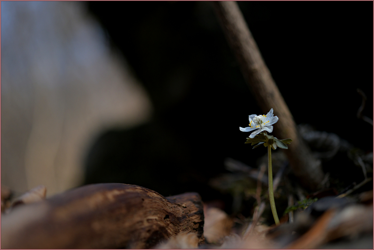 DSC_7999.jpg