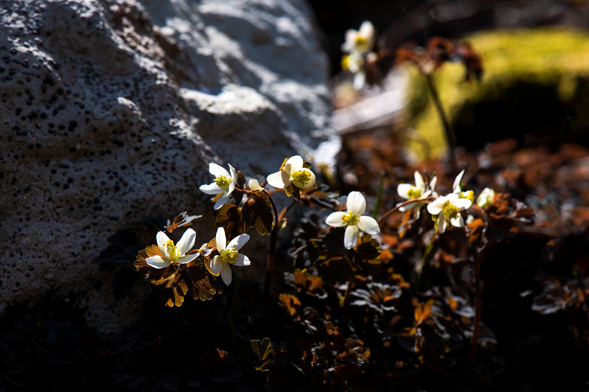 _DSC1577a.jpg