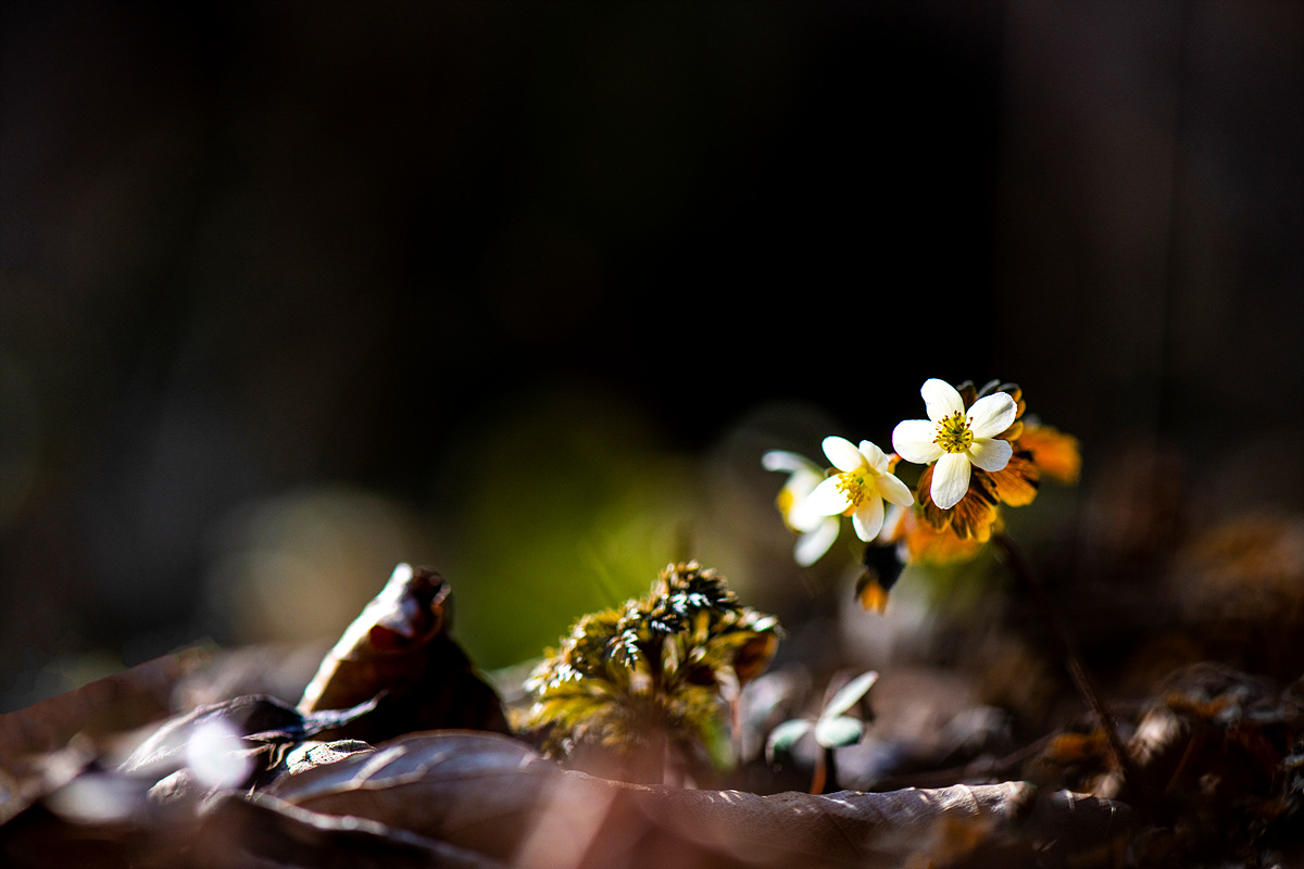 _DSC1816a.jpg