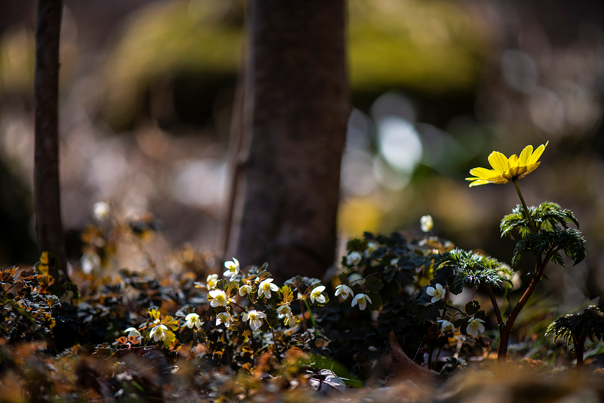 _DSC1555a.jpg
