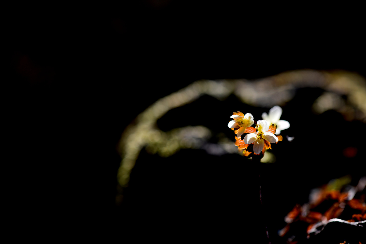 _DSC1722jp.jpg