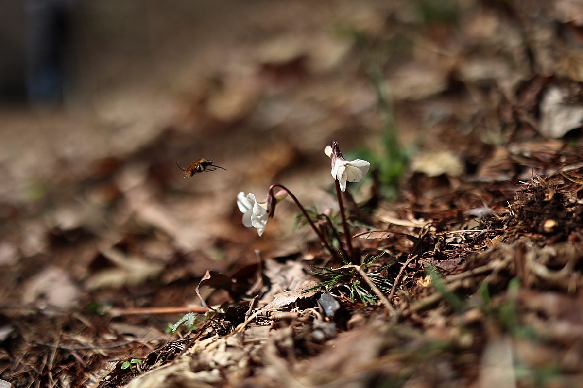 25-04-06 (11)-1.JPG