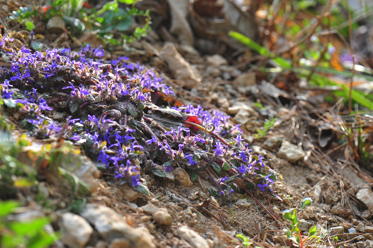 DSC_5004s.jpg