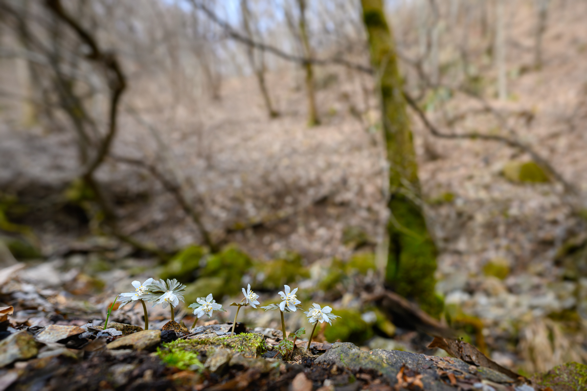 DSC_0362.jpg