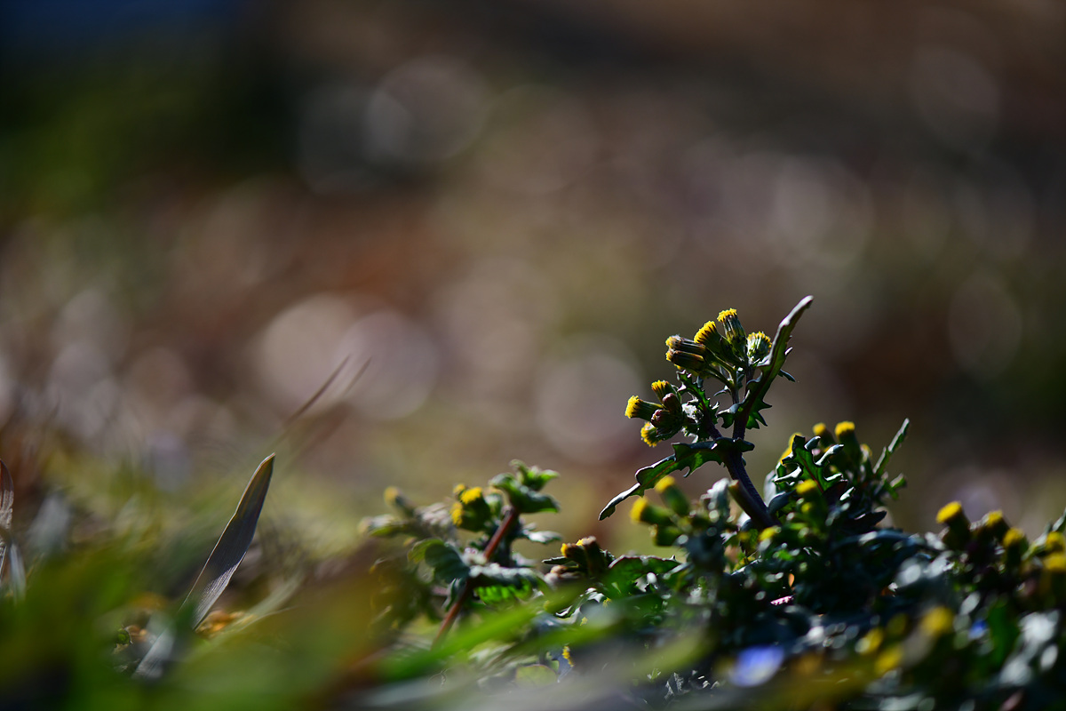 DSC_8899.jpg