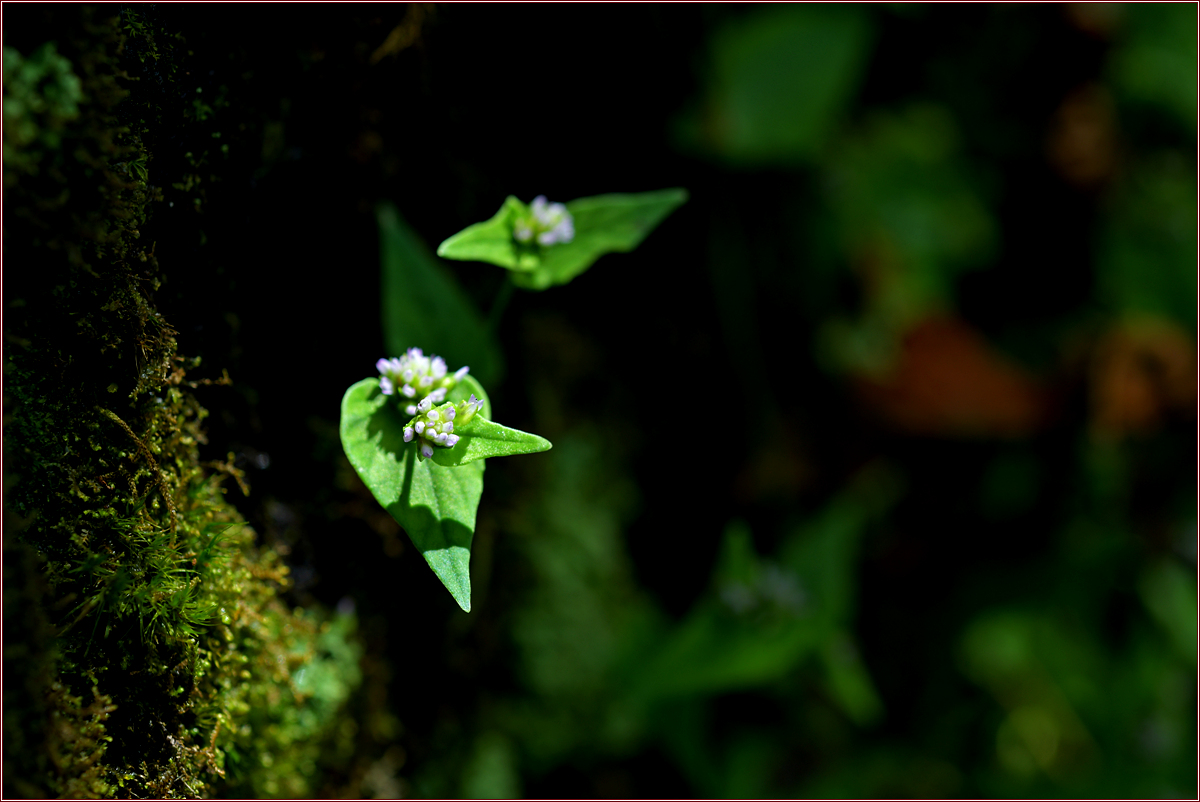 DSC_4599산여뀌.jpg