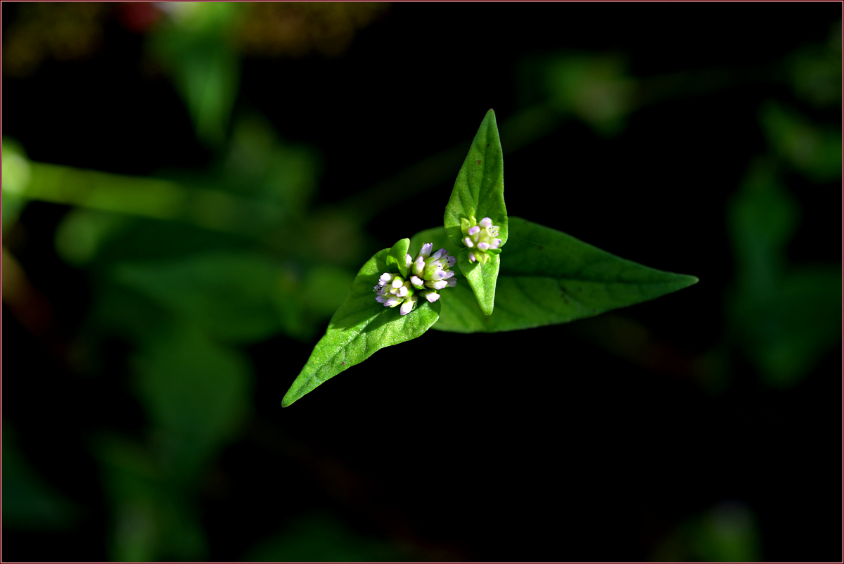 DSC_4602.jpg
