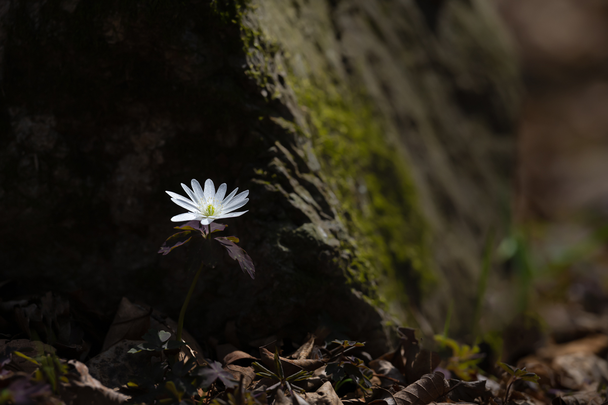 DSC_0307.jpg