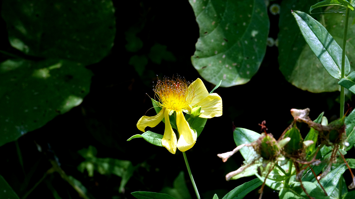 KHS06348.jpg