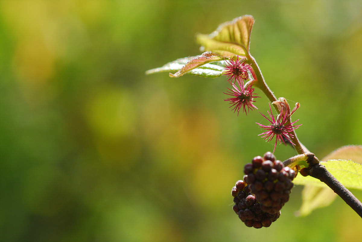 20100513n 247.jpg