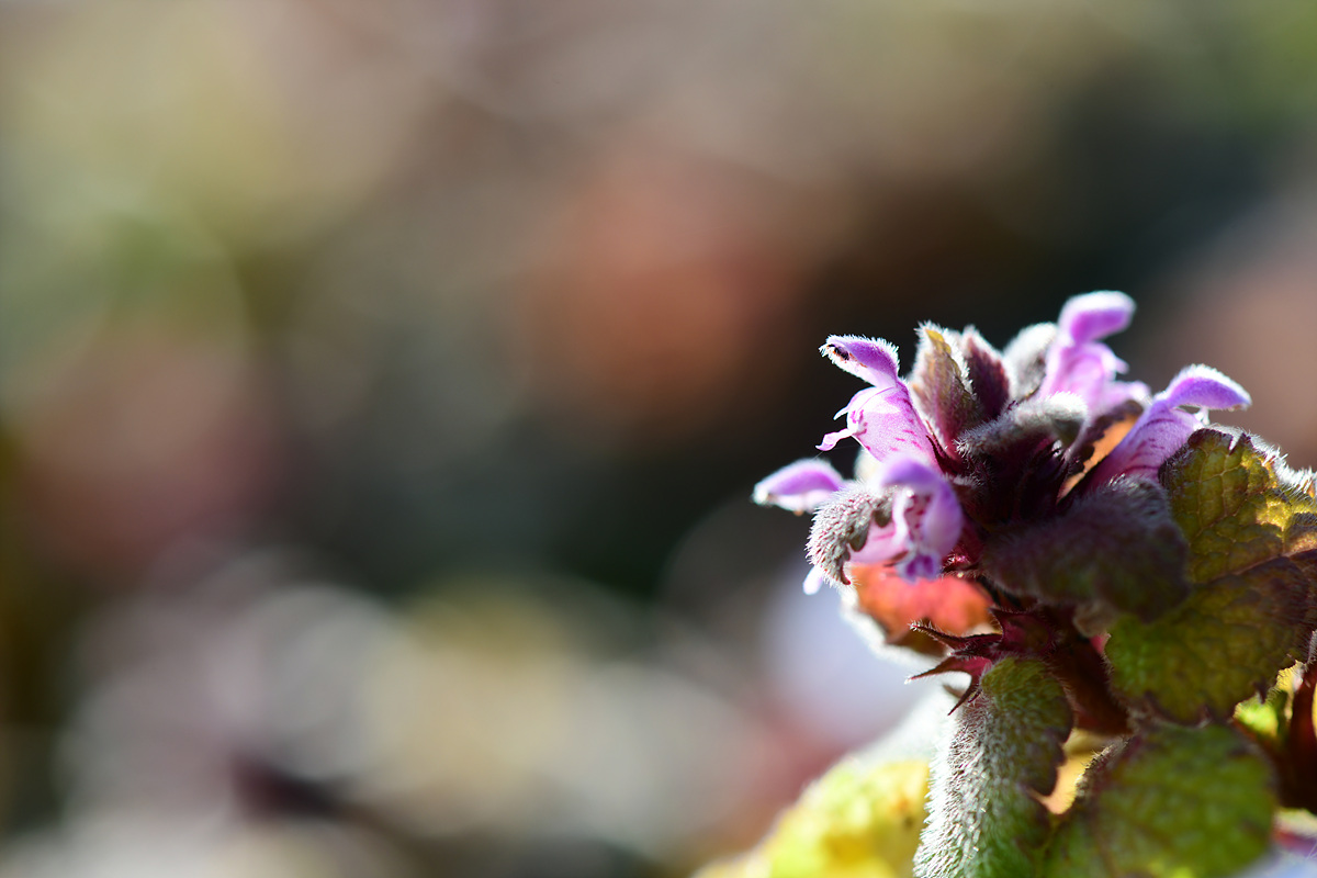 DSC_8891.jpg