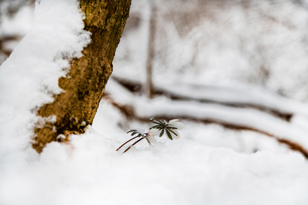 _DSC1162a.jpg