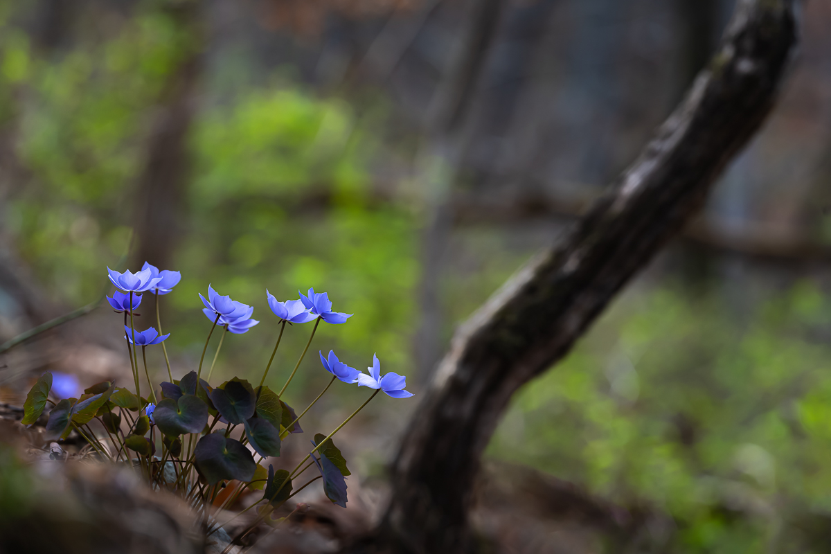 DSC_1460.jpg