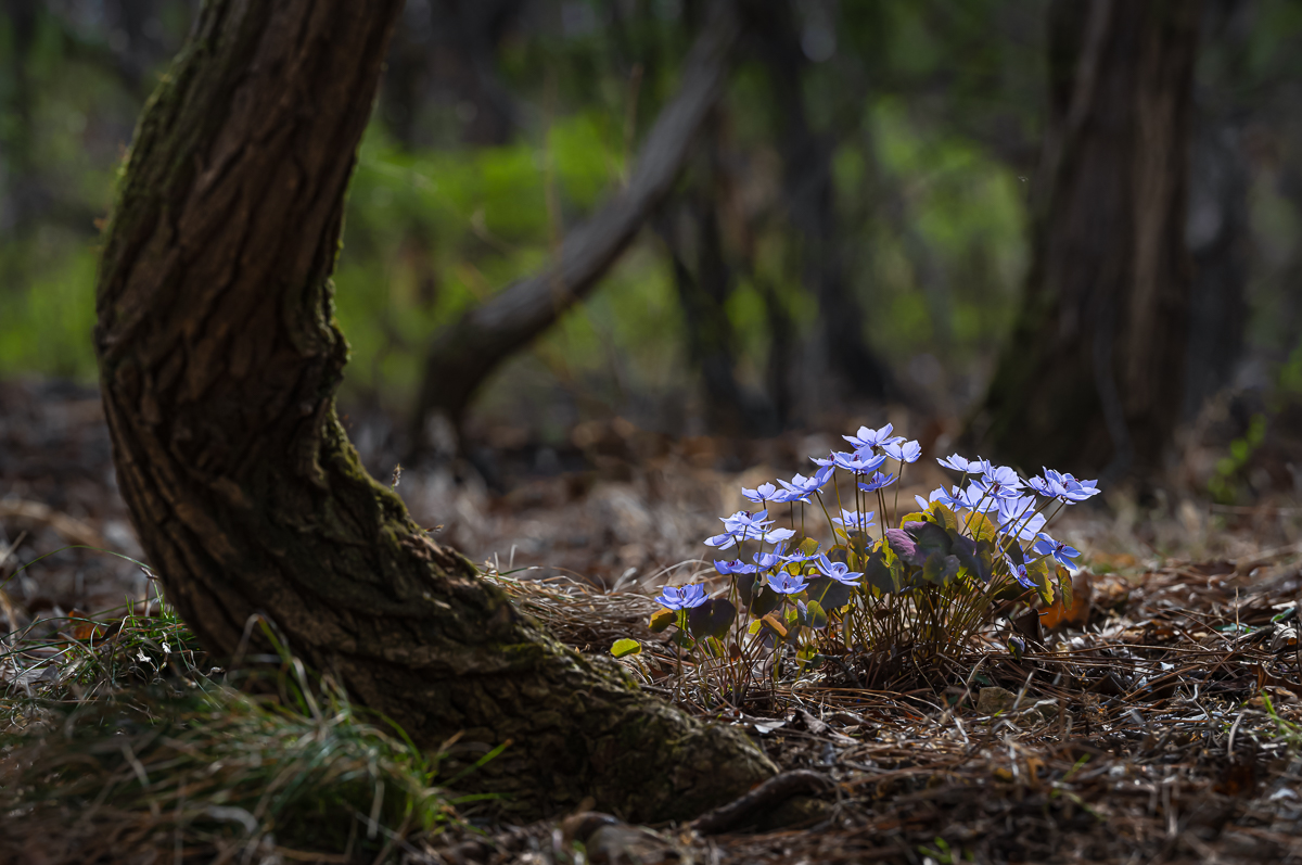 DSC_1452.jpg