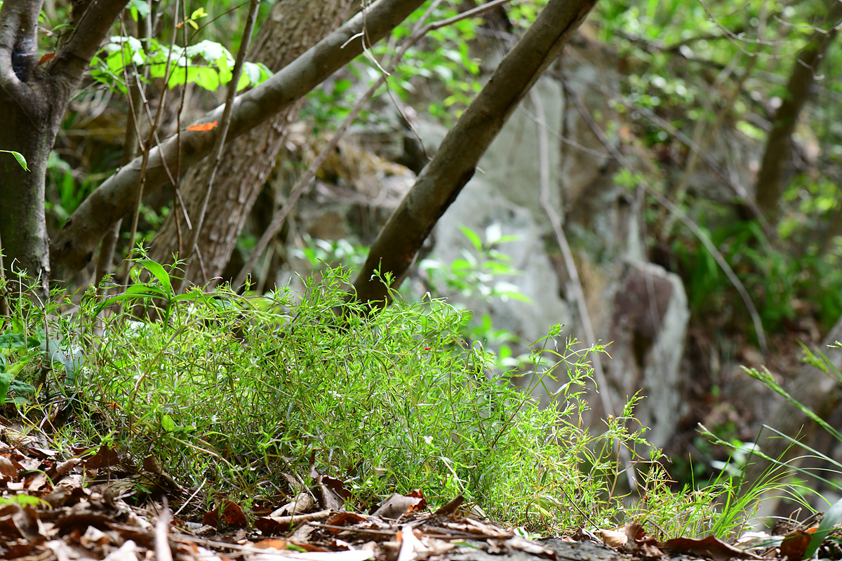 DSC_4333.jpg