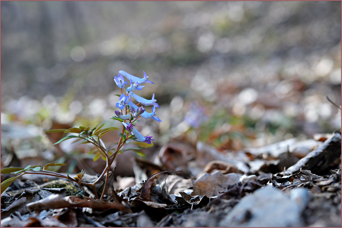 DSC_9486.jpg