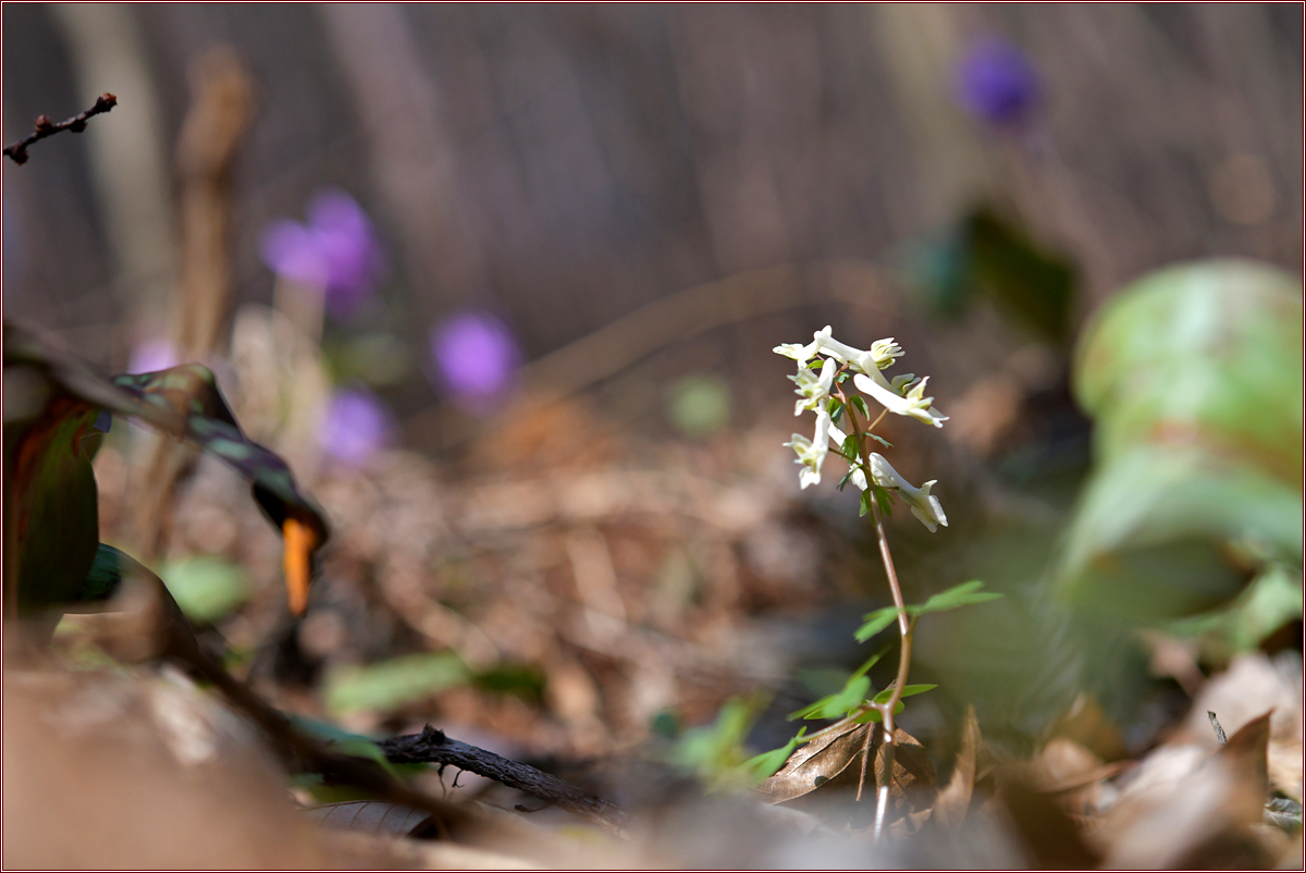 DSC_9519.jpg