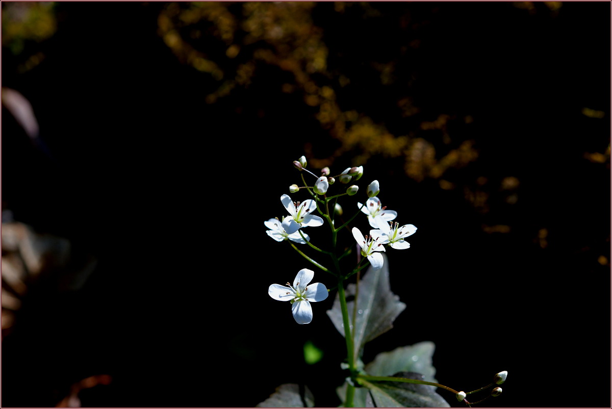 DSC_0783.jpg