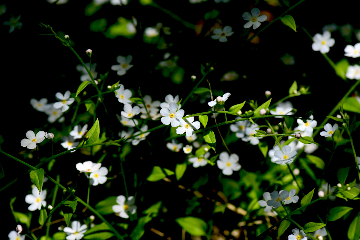 DSC_0478sss.jpg