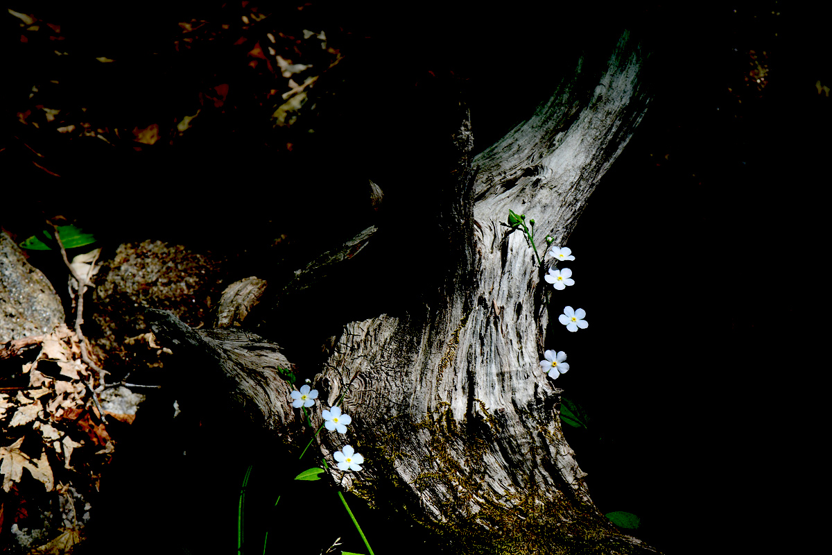DSC_0517sss.jpg