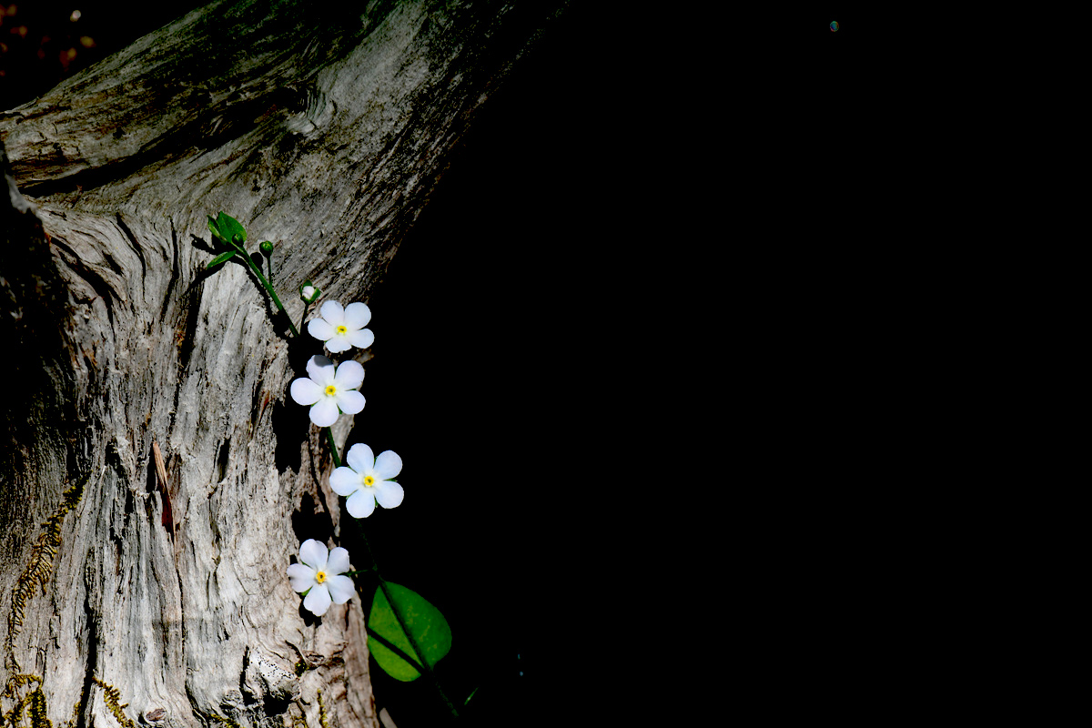 DSC_0512sss.jpg