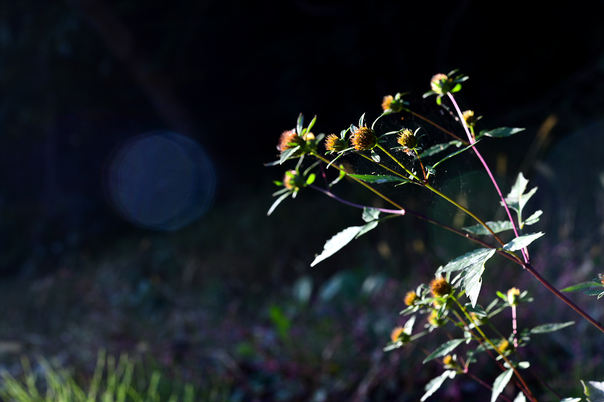 DSC_0411.jpg