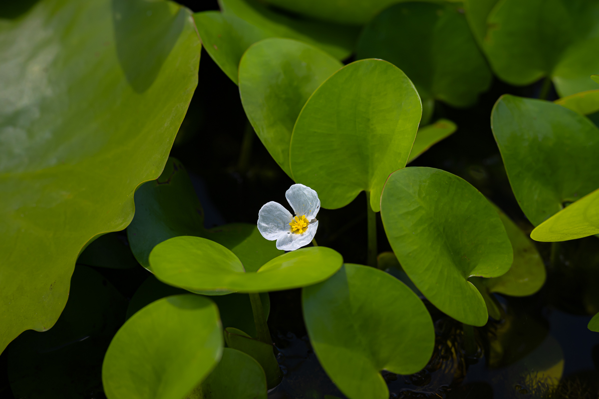DSC_0074.jpg