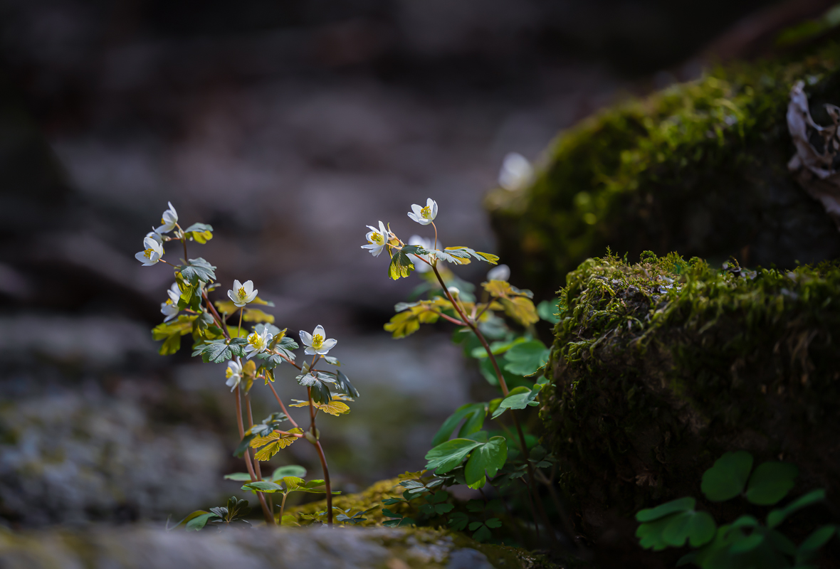 DSC_8807.jpg