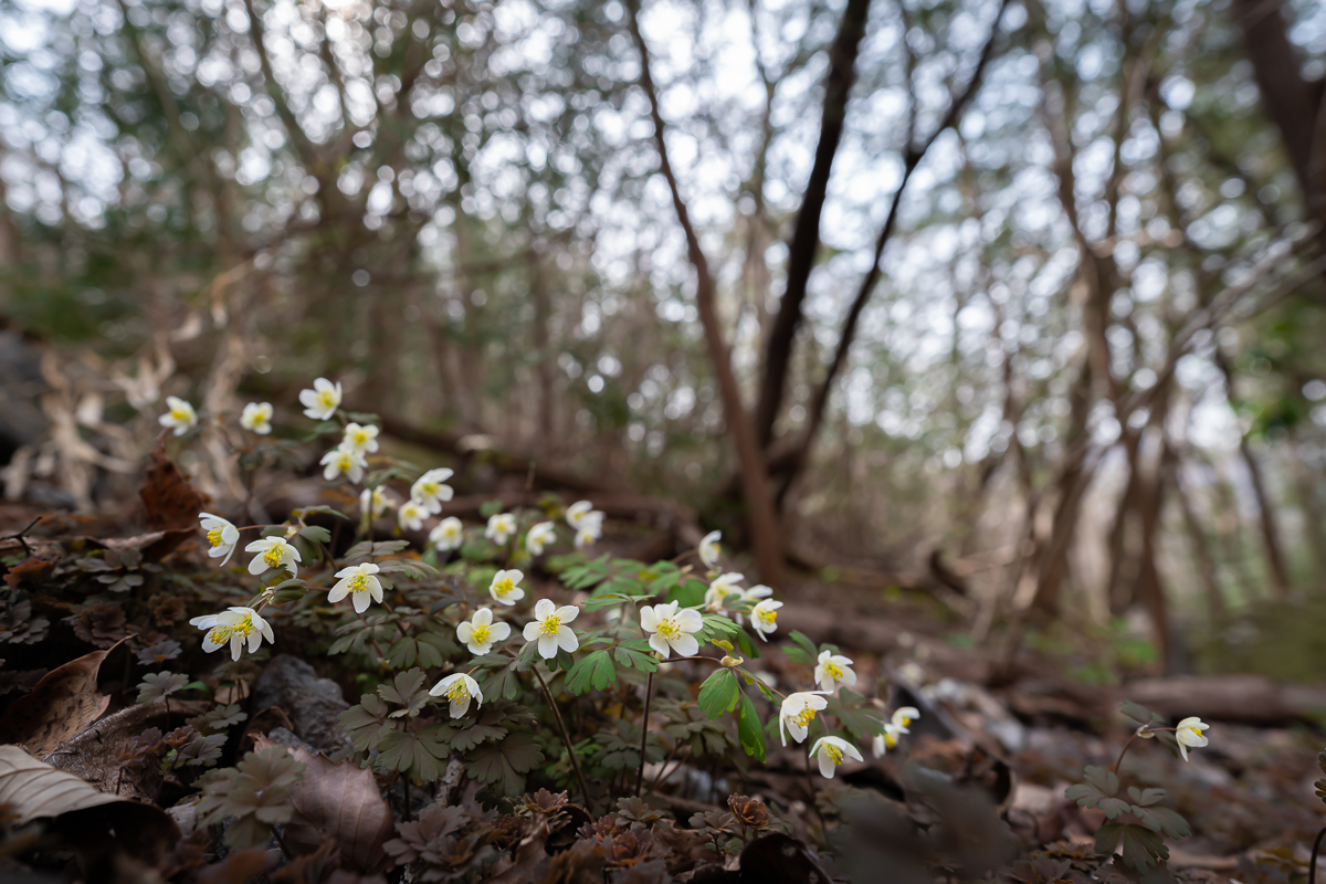 DSC_8951.jpg