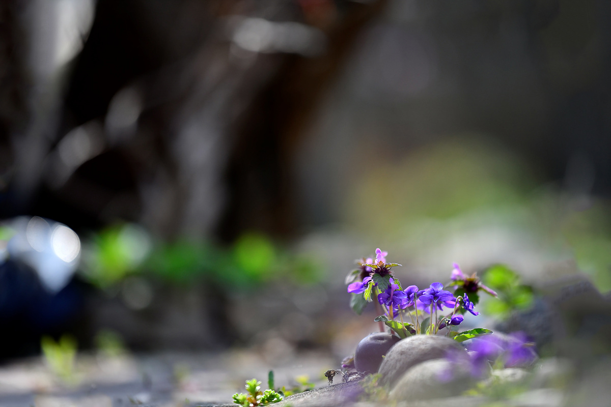 _DSC2785a.jpg