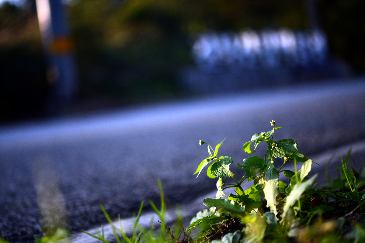 DSC_0438.jpg