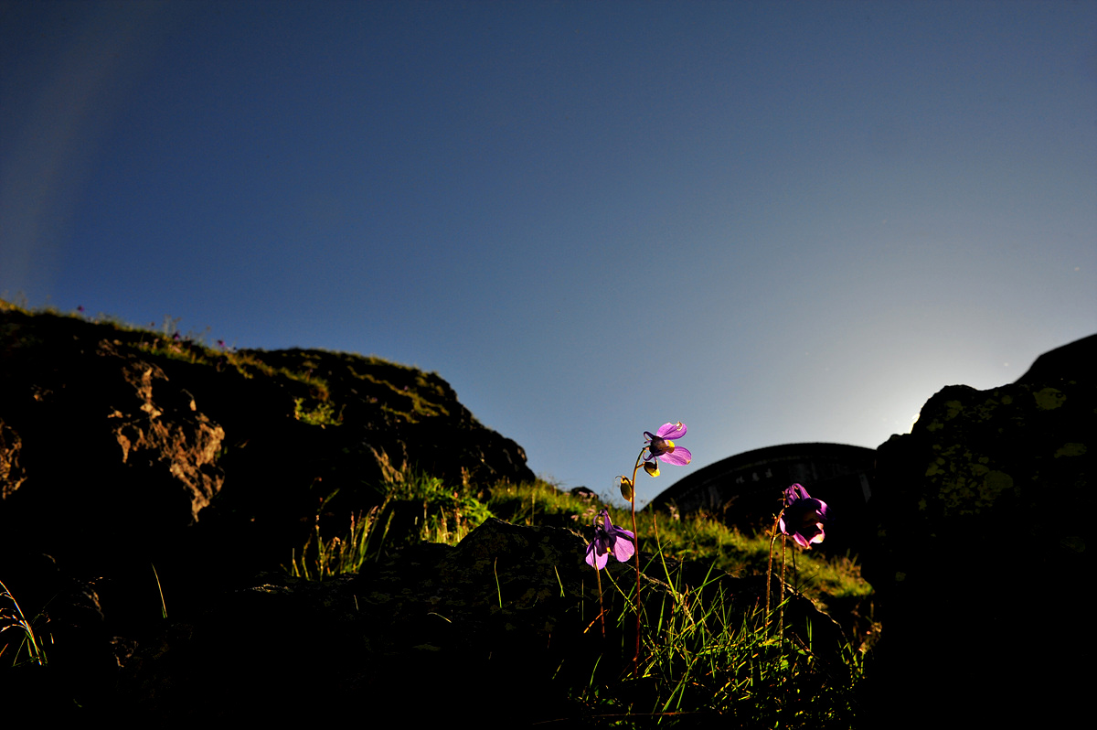 DSC_4649a.jpg