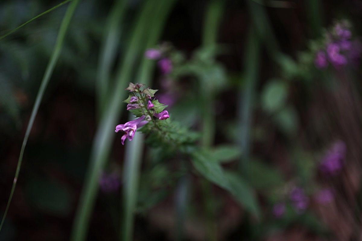25-08-16 (271)-1.JPG