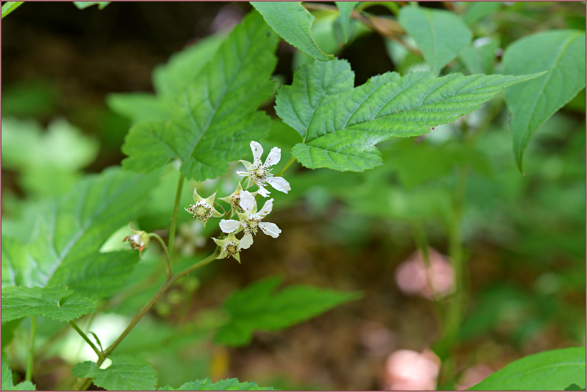 DSC_2292산딸기.jpg