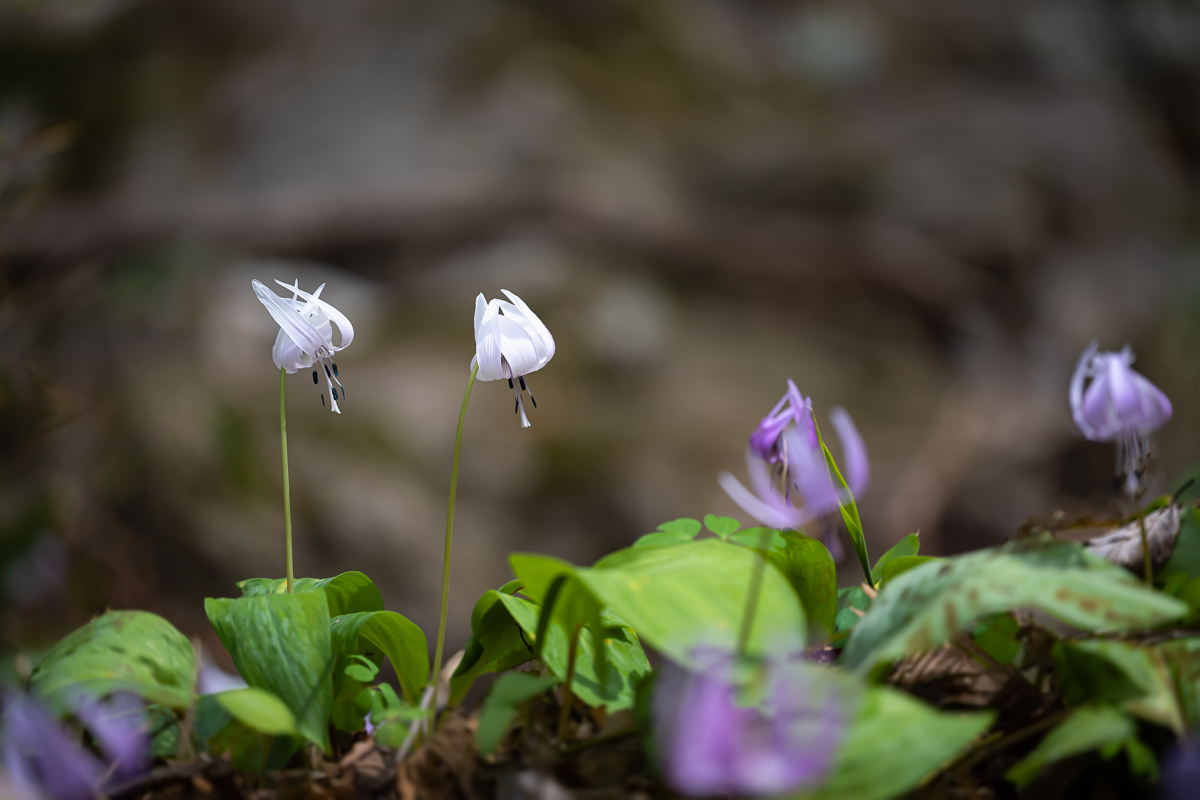 DSC_9717.jpg