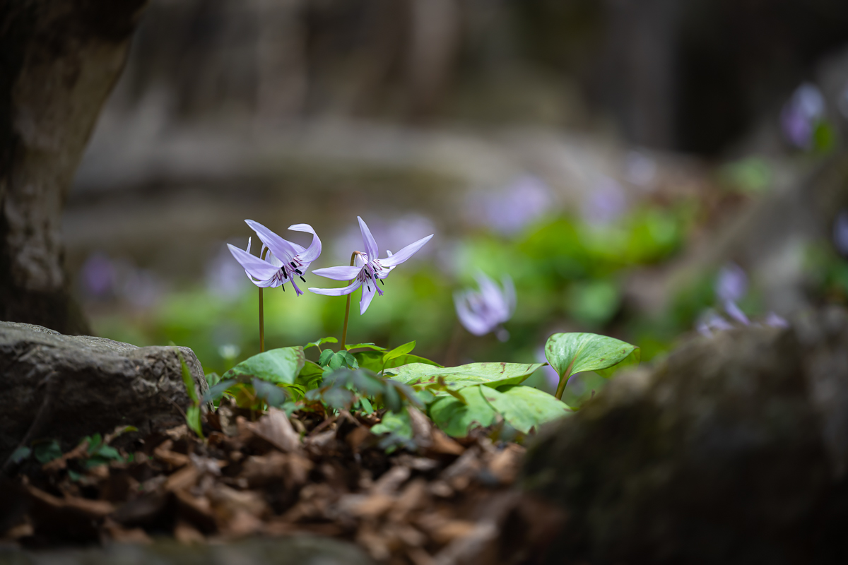 DSC_9741.jpg
