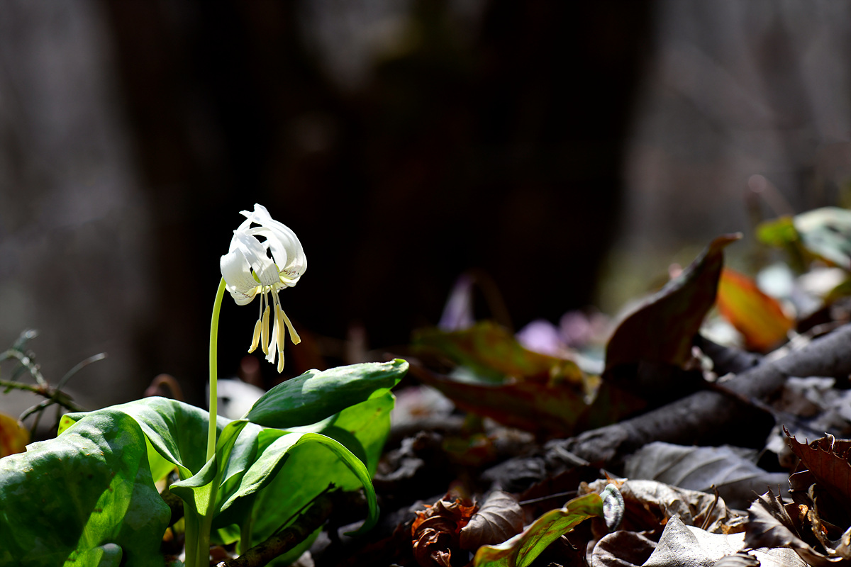 _DSC1902jpp.jpg