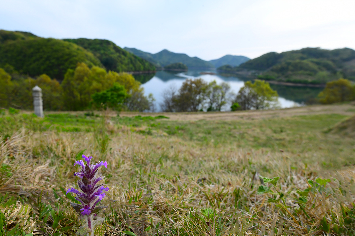 DSC_4164aaa.jpg
