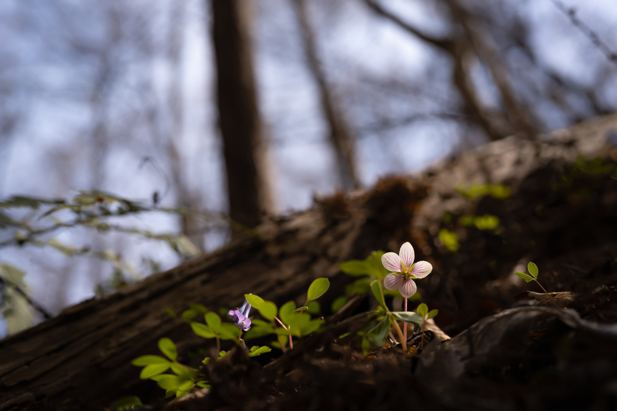DSC_1062.jpg
